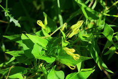 Riocreuxia polyantha