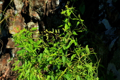 Riocreuxia polyantha