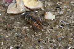 Tabanidae