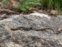 Pseudemoia pagenstecheri