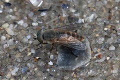 Tabanidae