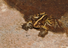 Phrynobatrachus acridoides