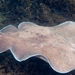 Coffin Ray - Photo (c) Erik Schlogl, some rights reserved (CC BY-NC), uploaded by Erik Schlogl