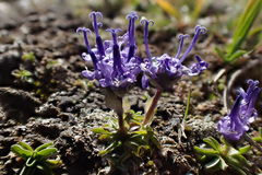 Phyteuma globulariifolium