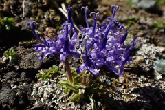 Phyteuma globulariifolium