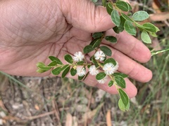 Acacia hispidula