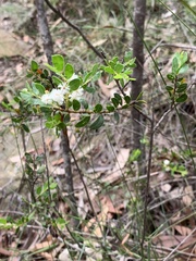 Acacia hispidula