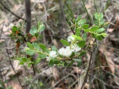 Acacia hispidula