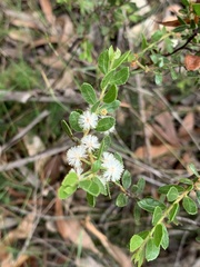 Acacia hispidula