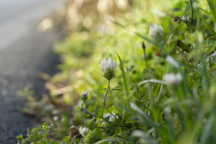 Trifolium clypeatum