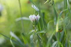 Trifolium clypeatum