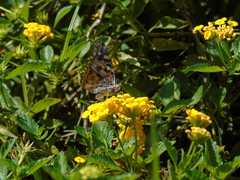 Vanessa cardui