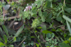 Trifolium clypeatum