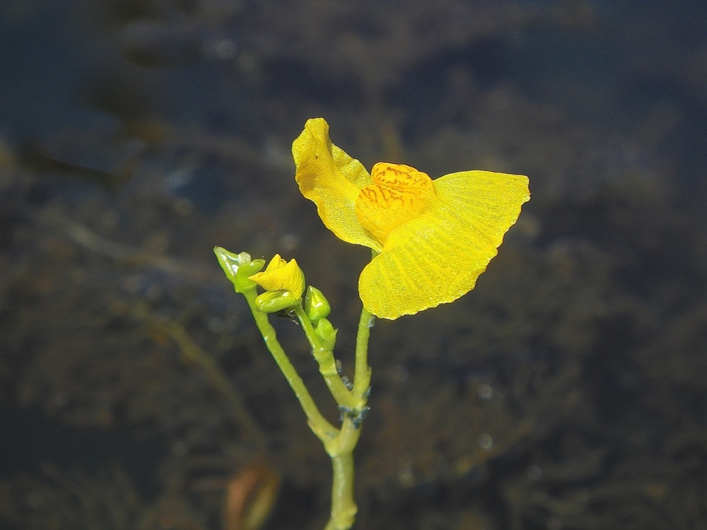 Yellow bladderwort