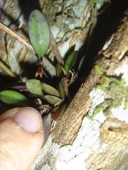 Anathallis microphyta