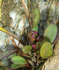 Anathallis microphyta