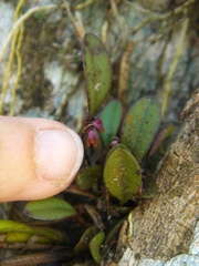 Anathallis microphyta