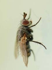 Triarthria setipennis