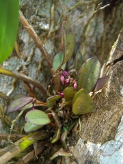 Anathallis microphyta