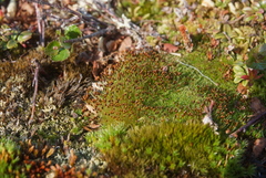 Aplodon wormskioldii