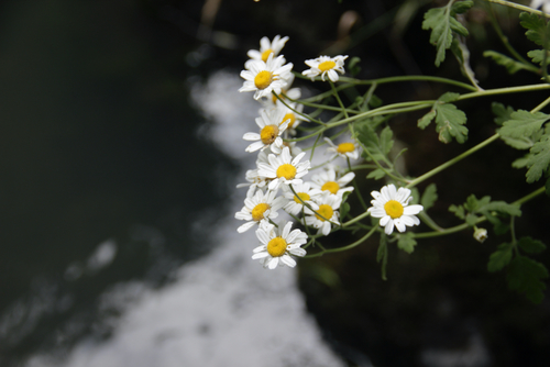 Tanacetum parthenium