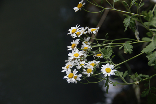 Tanacetum parthenium
