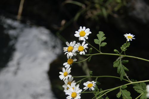Tanacetum parthenium