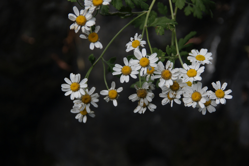 Tanacetum parthenium