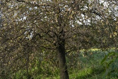 Quercus ithaburensis macrolepis