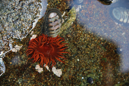 Red Sea Anemone
