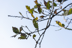 Quercus ithaburensis macrolepis