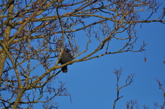 Corvus monedula spermologus