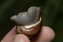 Helix nucula