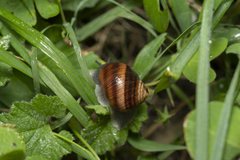 Helix nucula