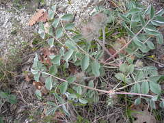 Hedysarum candidum