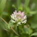 Trifolium nigrescens petrisavii - Photo (c) Eleftherios Katsillis, algunos derechos reservados (CC BY), subido por Eleftherios Katsillis