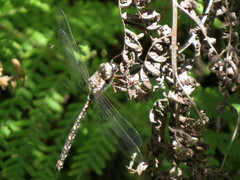 Austroaeschna subapicalis