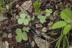 Potentilla ancistrifolia