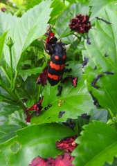 Hycleus biundulatus