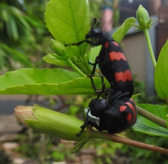 Hycleus biundulatus
