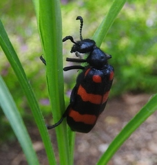 Hycleus biundulatus