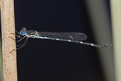 Austrolestes minjerriba