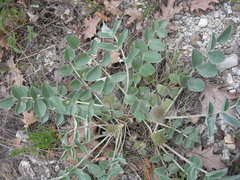 Hedysarum candidum