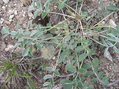 Hedysarum candidum