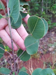 Chamaecrista orbiculata
