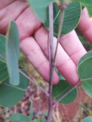 Chamaecrista orbiculata