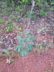 Chamaecrista orbiculata