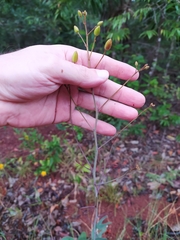 Chamaecrista orbiculata