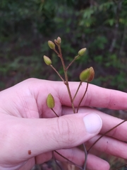 Chamaecrista orbiculata