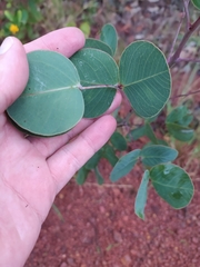 Chamaecrista orbiculata